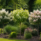 Witte en roze pluimhortensia’s op stam in een tuinborder