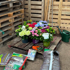 Collection image for: Alle bol- en schermhortensia's