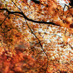 Collection image for: Onze Acer
