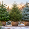 Drie kerstbomen met kluit: Nordmann, Fijnspar en Blauwspar met zichtbare wortelkluit. Echte kerstbomen met kluit kopen bij Tuinplantenloods.nl.
