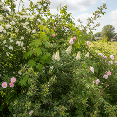 Collection image for: Inheemse hagen met blote wortel