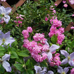 Collection image for: Aanplantservice