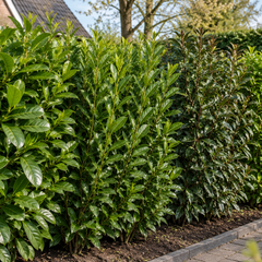 Verschillende soorten laurierhaag als wintergroene haag in de tuin
