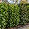 Verschillende soorten laurierhaag als wintergroene haag in de tuin