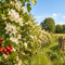 Inheemse meidoornhaag Crataegus monogyna met witte bloemen en rode bessen