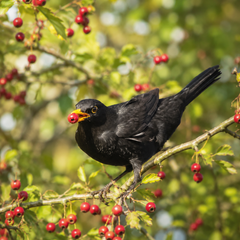 Collection image for: Vogelvriendelijk
