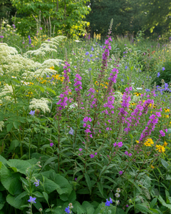 Collection image for: Inheemse vaste planten