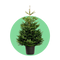 Nordmann kerstboom in pot kopen – Abies nordmanniana