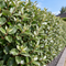 Olijfwilghaag van Elaeagnus ebbingei als dichte wintergroene haag