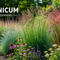 Verschillende Panicum soorten – vingergras met sierlijke pluimen in de tuin