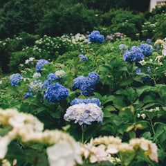 Collection image for: Hydrangea's