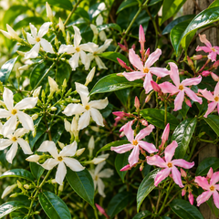 Witte en roze Sterjasmijn (Trachelospermum) met stervormige bloemen tegen een houten rek