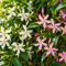 Witte en roze Sterjasmijn (Trachelospermum) met stervormige bloemen tegen een houten rek