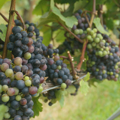 Collection image for: Fruit