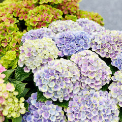 Hortensia - Groot assortiment planten voor in de tuin