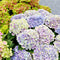 Hortensia - Groot assortiment planten voor in de tuin