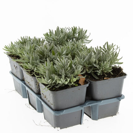Lavandula angustifolia 'Alba' - Witte lavendel