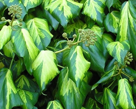 Close-up van het grote, donkergroene blad van Hedera colchica ‘Sulphur Heart’, met een opvallend geelgroen hart en duidelijke nerven.
