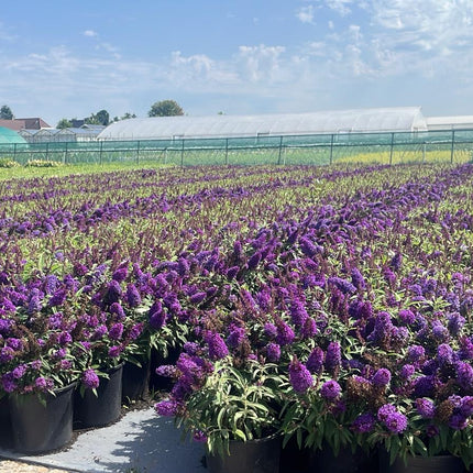 Buddleja Butterfly Candy 'Little Purple' - Paarse Dwergvlinder