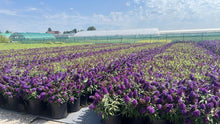 Afbeelding in Gallery-weergave laden, Buddleja Butterfly Candy &#39;Little Purple&#39; - Paarse Dwergvlinder
