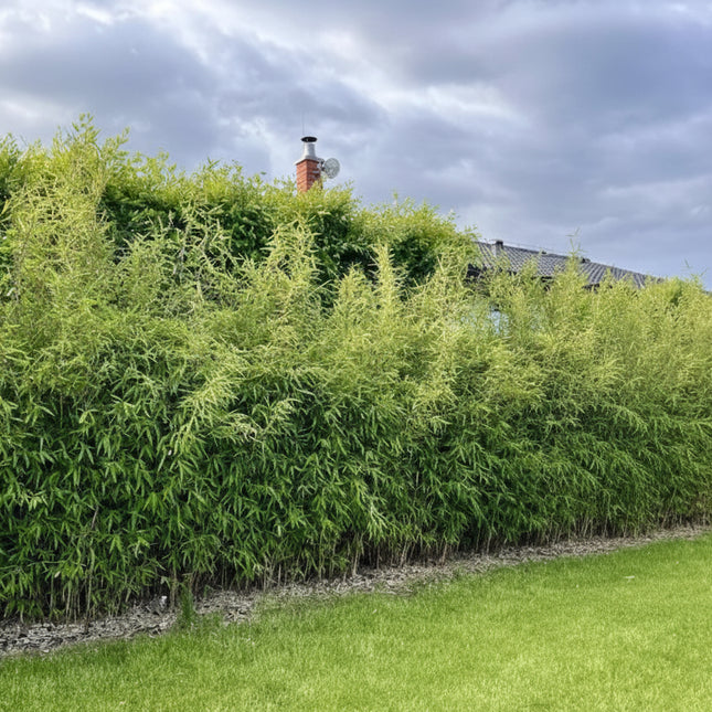 Fargesia ‘Winter Joy’ niet woekerende bamboe als dichte, wintergroene haag met frisgroen blad en compacte, opgaande groei.