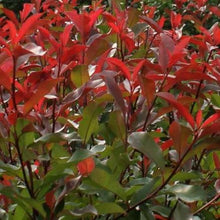 Afbeelding in Gallery-weergave laden, Glansmispelhaag (Photinia fraseri &#39;Red Robin&#39;) pakket per meter - Tuinplantenloods
