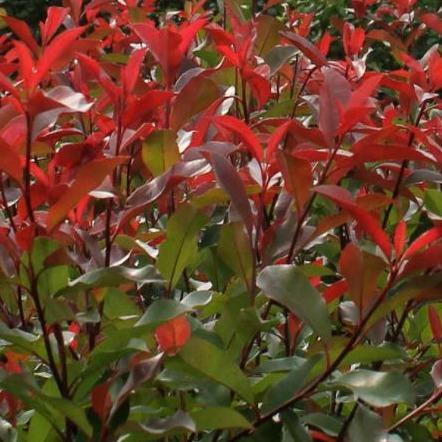 Glansmispelhaag (Photinia fraseri 'Red Robin') pakket per meter - Tuinplantenloods