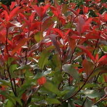 Afbeelding in Gallery-weergave laden, Photinia fraseri &#39;Red Robin&#39; - Glansmispelhaag op stam
