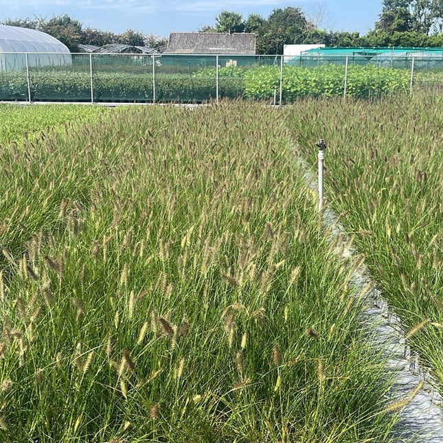 Pennisetum alopecuroides 'Hameln' - Lampenpoetsersgras