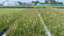 Afbeelding in Gallery-weergave laden, Pennisetum alopecuroides &#39;Hameln&#39; - Lampenpoetsersgras
