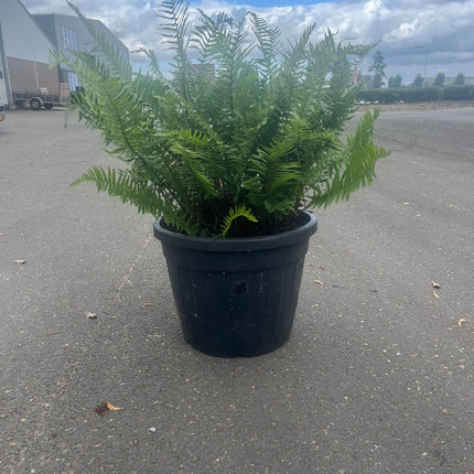 20 jaar oude Polystichum setiferum - Zachte Naaldvaren – 90L pot - 1 beschikbaar