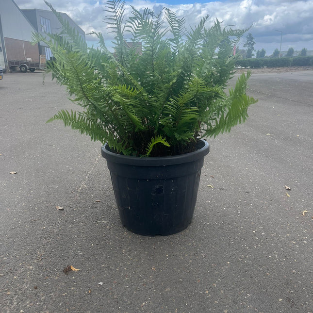 20 jaar oude Polystichum setiferum - Zachte Naaldvaren – 90L pot - 1 beschikbaar