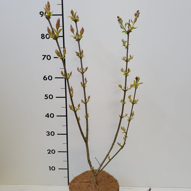 Syringa josikaea 'Louise' - Sering