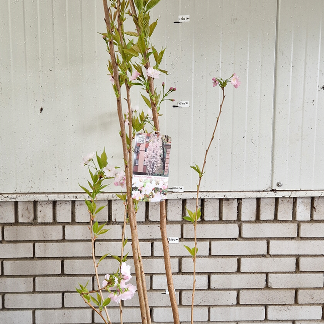 Prunus serr. Amanogawa - Japanse Sierkers