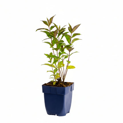 Phlox ‘Sweet Summer Fantasy’ jonge plant in P9 pot met stevig groen blad, geschikt voor zonnige of halfschaduw border.