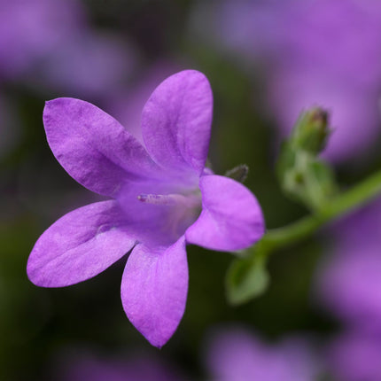 Close-up van Campanula portenschlagiana met kleine, paarsblauwe klokvormige bloemen boven groen blad.