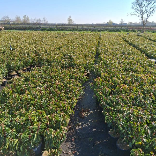 Prunus lusitanica 'Angustifolia' - portugese Laurier