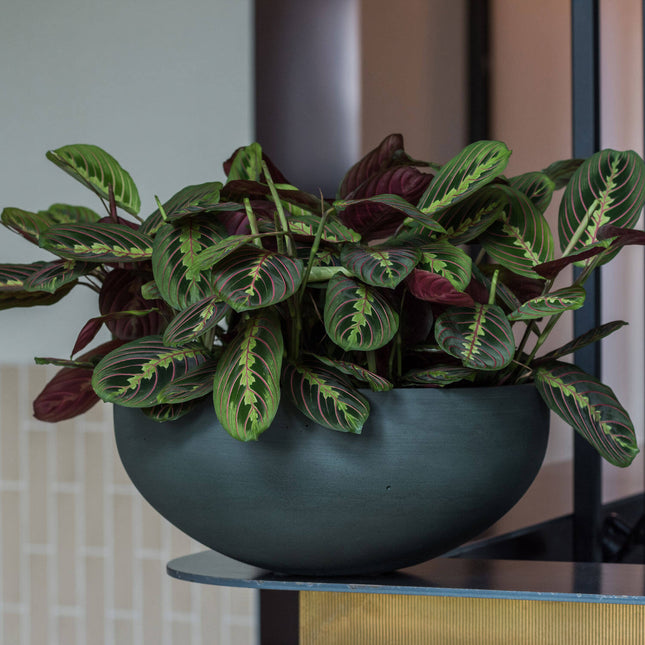 Pottery Pots Plantenbak – Morgana S – Pine Green - Ø43,5 x H19 cm