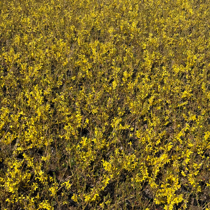 Forsythia intermedia ´Week-End´ - Chinees klokje