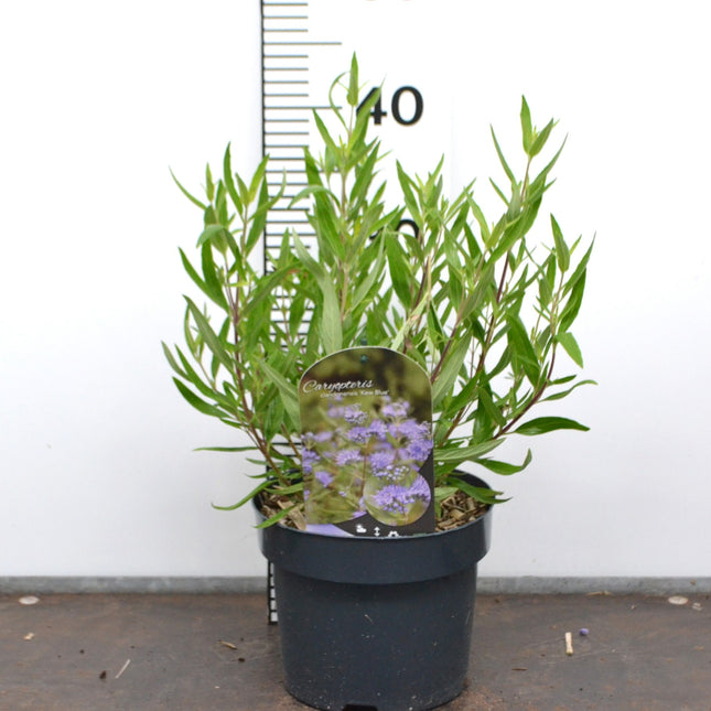 Caryopteris clandonensis ‘Kew Blue’ – Blauwbaard