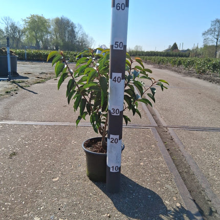 Prunus lusitanica 'Angustifolia' - portugese Laurier