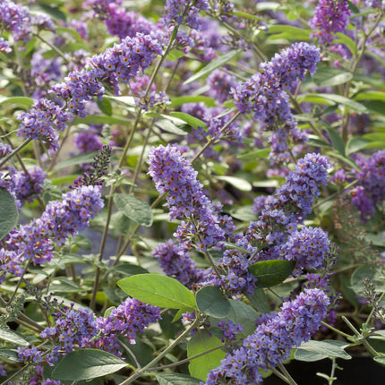 Buddleja ‘Blue Chip Jr.’ in bloei met compacte groei en paarsblauwe bloemtrossen die vlinders aantrekken.