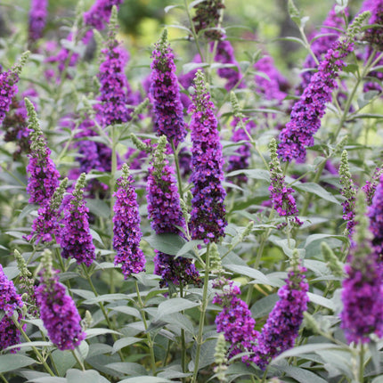 Buddleja ‘Miss Violet’ als bloeiende struik in de tuin, met talrijke violetpaarse bloempluimen boven het grijsgroene blad.