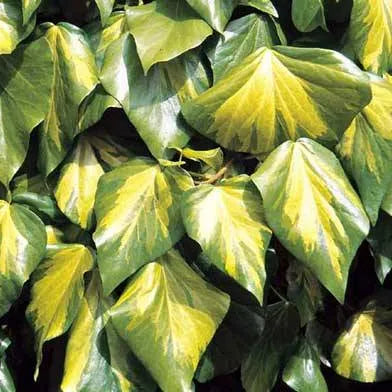 Close-up van het grote, glanzende donkergroene blad van Hedera colchica (Perzische klimop), met een leerachtige structuur en duidelijke nerven.