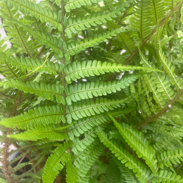 20 jaar oude Polystichum setiferum - Zachte Naaldvaren – 90L pot - 1 beschikbaar