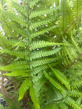 Afbeelding in Gallery-weergave laden, 20 jaar oude Polystichum setiferum - Zachte Naaldvaren – 90L pot - 1 beschikbaar
