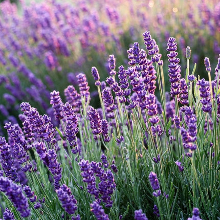 Lavandula angustifolia ‘Blue Scent’ in volle bloei met diep paarsblauwe bloeiaren boven compact, grijsgroen blad in een zonnige border.