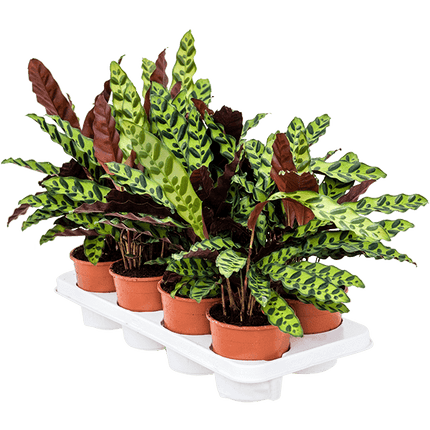 Calathea insignis 8 stuks – Rattlesnake Plant