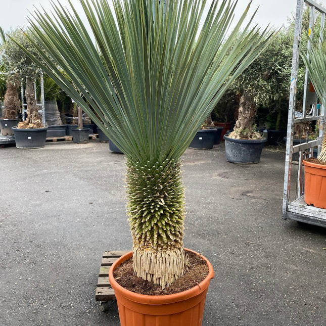 Yucca Rostrata op stam xxl