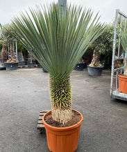 Afbeelding in Gallery-weergave laden, Yucca Rostrata op stam xxl
